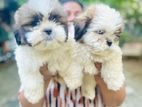 Shihtzu Puppies