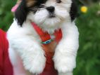 Shihtzu Puppies