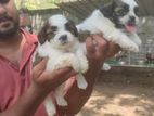 Shih Tzu Puppies
