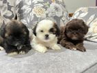 Shih Tzu Puppies
