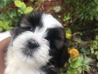 Shih Tzu Puppies