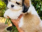 Shih Tzu Puppies