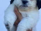 Shihtzu Puppies