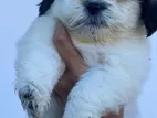 Shihtzu Puppies