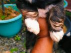 Shihtzu Puppies