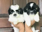 Shih Tzu Puppies