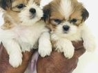 Shihtzu Puppies