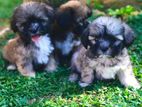 Shihtzu Puppies