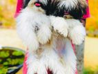 Shih Tzu Puppies