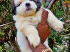 Shihtzu Puppies