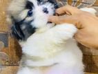 Shihtzu Puppies