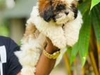 ShihTzu Puppies