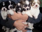 Shihtzu Puppies