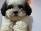 Shih Tzu Puppies