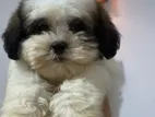 Shih Tzu Puppies