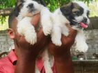 Shihtzu Puppies