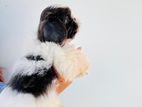 Shih Tzu Puppies