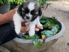 Shihtzu Puppies