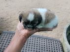 Shih Tzu Puppies