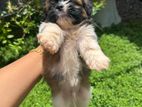 Shihtzu Puppies