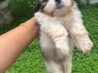 shihtzu puppies