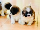 Shih Tzu Puppies