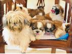 Shihtzu Puppies