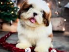 ShihTzu Puppies