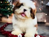 ShihTzu Puppies