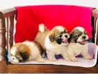 Shihtzu Puppies