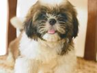Shihtzu Puppies