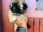 Shihtzu Puppies
