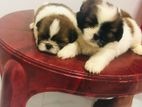 Shihtzu Puppies For Selling