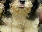 Shih Tzu Puppies (Imported Bloodline)