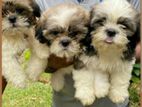 Shihtzu Puppies ( Imported Bloodline)