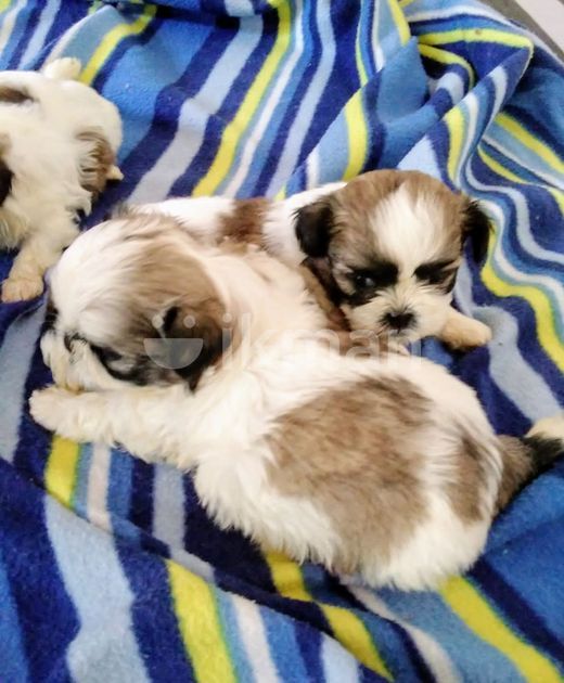 Shih Tzu Puppies in Talawatugoda ikman.lk
