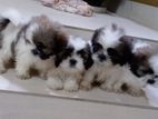 Shihtzu Puppies