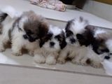 Shihtzu Puppies