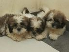 Shihtzu Puppies