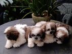 Shihtzu Puppies