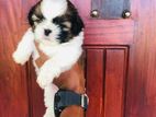 Shihtzu Puppies