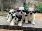 Shihtzu Puppies