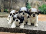 Shihtzu Puppies