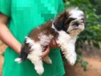 Shih Tzu Puppies