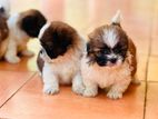 Shihtzu Puppies