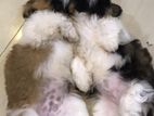 Shih Tzu Puppy