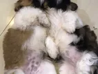 Shih Tzu Puppy