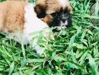 Shih Tzu Puppy