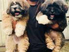 Shih Tzu Puppy