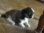 Shihtzu Puppy